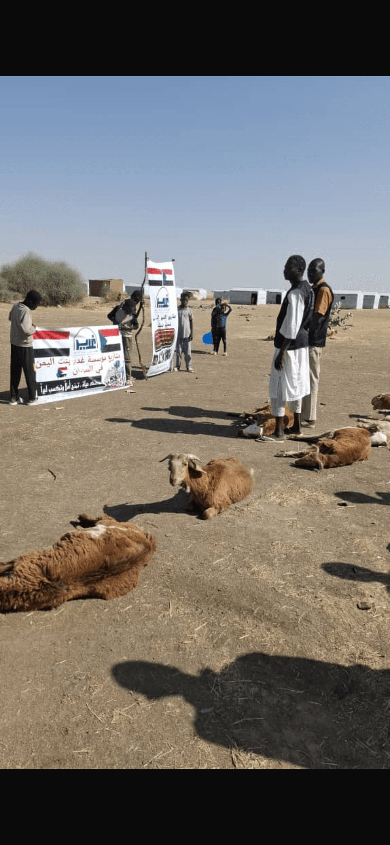 Sheep for Sudan